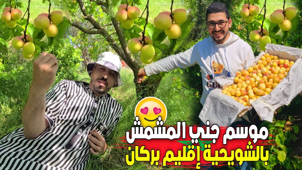 خيرات البلاد 🇲🇦 موسم جني أجود أنواع المشمش البركاني  من داخل ضيعة فلاحية بالشويحية CHOUIHIA BERKANE