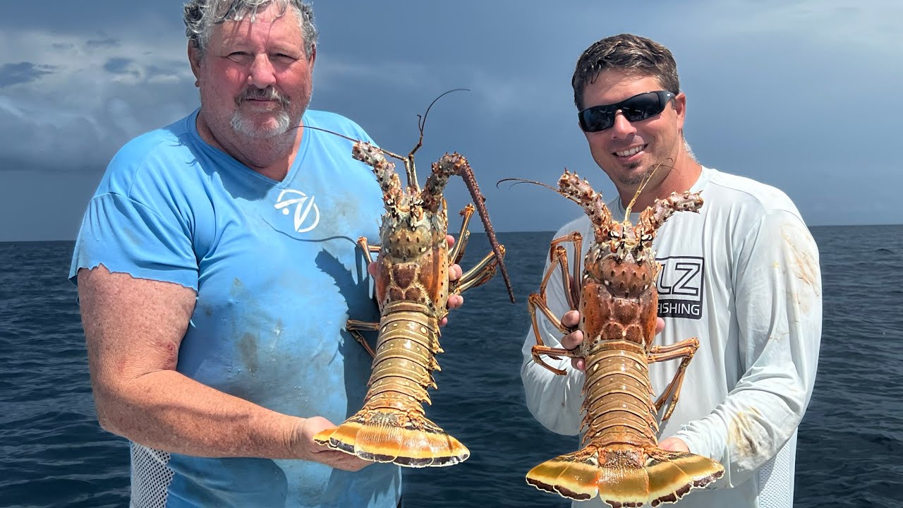 Tampa bay lobsters YouTube