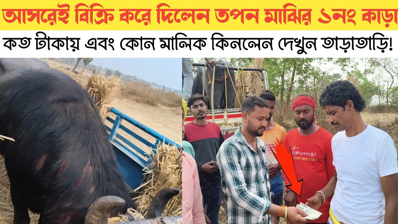 নগদ টাকায় আসরেই বিক্রি করে দিলেন তপন মাঝি কাড়াটি! আসল কারণ জানুন শুনলে অবাক হবেন।