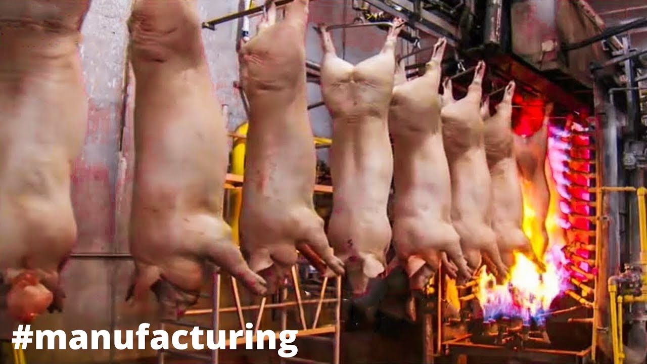 Incredible Modern Pork Processing Factory Technology | How to Butcher a Pig | Pig Farming Technology