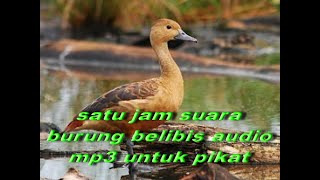 Burung Belibis Satu jam Suara belibis untuk Pikat gacor dan Untuk lainnya