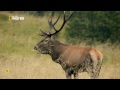 Las Montañas del Lobo | Nat Wild Geo, Documentales en Español HD