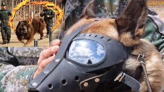 Unleashing Chinas Military Dog Training Secrets Many Were Shocked