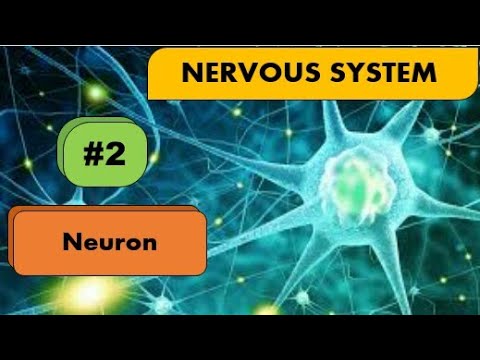 Neuron