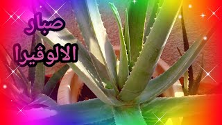 صبار الالوڤيرا وفوائده واستخراج الچيل بطريقه سهله ?