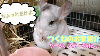 チンチラ飼いたい方必見！つくねのお家紹介【chinchilla】