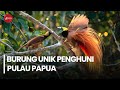 10 Burung Endemik Pulau Papua yang Unik dan Eksotik