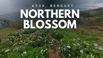 Northern Blossom Flower Farm | Atok, Benguet | Bagyong Uwan