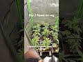 SOG day 2 no veg!
