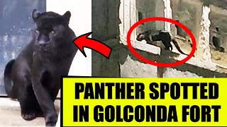 Black Panther Spotted at Golconda Fort in Hyderabad