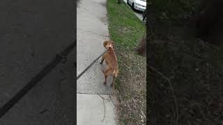 Old Video Cookie Da Monster