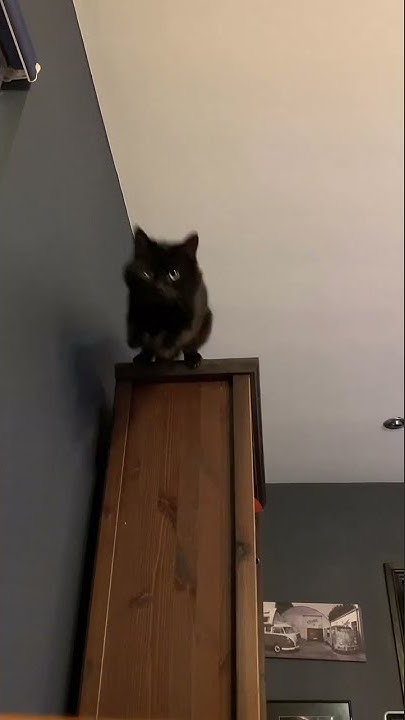 can-the-cat-come-down-from-the-bookcase-shorts-youtube