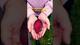 Autumn leaves are falling down! #autumn #autumnleaves #autumncolors