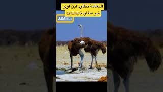 النعامة تطارد ابن أوى شر مطاردة😂🤣😁 #shortvideo #shorts #short