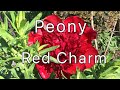 Peony Red Charm Peony Red Charm