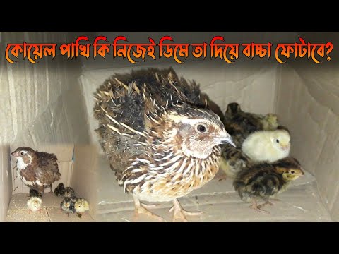 ভিডিও: ইনকিউবেটর কি ব্যাগের জায়গা নেয়?