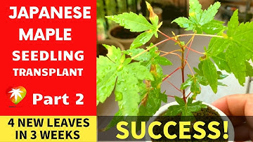 Successfully transplanting Japanese maple seedling in late Summer
