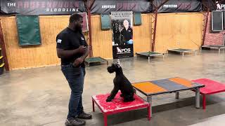 Giant Schnauzer Obedience & Tricks Session 'Xiao' 5 Mo Home Raised Personal Protection Dog Journey