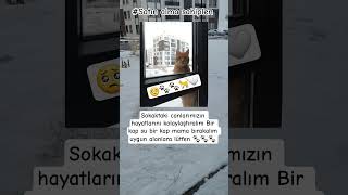 Sokaktaki Canlarımız