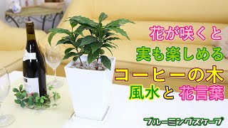 コーヒーの木と風水 花言葉 観葉植物のブルーミングスケープ