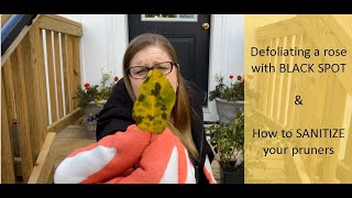 Treat Black Spot on Roses / Identify and Remove Black Spot / Defoliate Roses with Black Spot