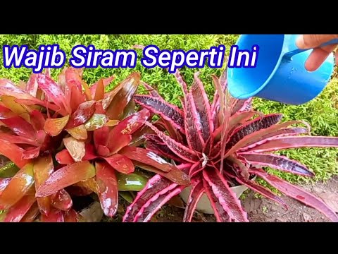 Video: Bromeliad Saya Tidak Berbunga - Memaksa Bromeliad Mekar