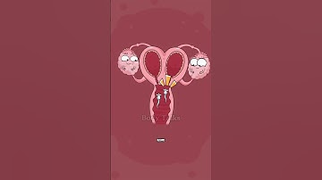 Ovulation Explained in Simple Steps. #animation #shorts #funny