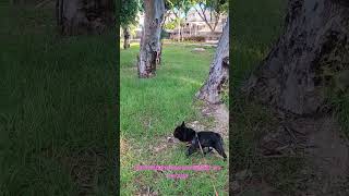 утро,птички,гнездо котика#cat #утроизпарка#прогулкапопарку #прогулкассобакой