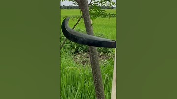 Tôi làm con dao quắm phát rẫy bằng thép vòng bi máy bay chặt cây như chặt chuối vậy