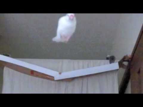Diving Java Finch in Air 文鳥動画 空中にダイブする白文鳥