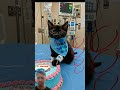 #happybirthday #funny #aiandcats #aicats #kitten #animalintelligence #cute #cat #cake