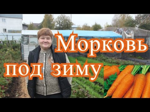 Посадка моркови под зиму. Подготовка грядок. (4.10.16 г. )