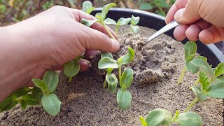Starting Seeds In Sand VS. Soil | How & Why?
