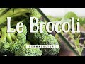 Tout savoir sur la culture du brocoli  cest le moment 