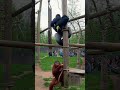 Gorilla STOLE His Banana… Then This Happened 😳