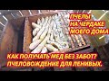 Много МЕДА от пчел с ЧЕРДАКА моего дома. Отчет.