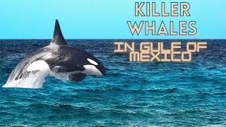 RARE Killer Whales Found in the GULF OF MEXICO!!! (Once in a lifetime!!!)