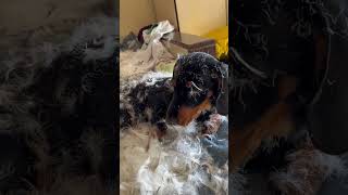 Guilty Puppy Caught Red Handed After Wrecking A Pillow