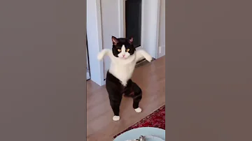 Tom And Jerry Cat Dance رقص القطط القط المضحك قطة كيوت 