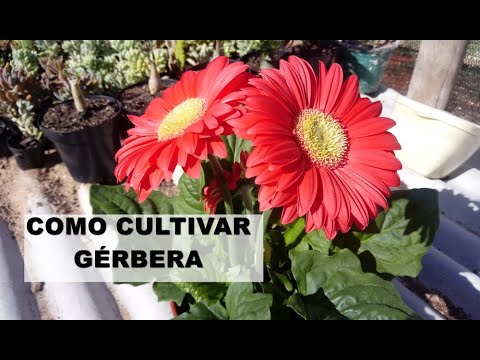 COMO CULTIVAR GERBERA PLANTA QUE PARECE GIRASSOL E MARGARIDA - thptnganamst.edu.vn