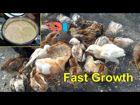 Healthy Food for Baby Chicks to Fast Growth || Chicken Feed List