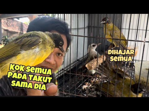 Niat Nambah koleksi malah bikin emosi,, kok gak bisa rukun sama teman sendiri 😭😭😭