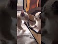 Cats will be cats #shorts #short #funny #cat #catvideos #funnycatsvideos #cute #pets #коты #котики
