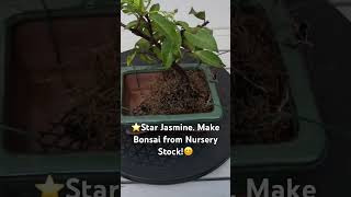 You Can Make Cheap?, Easy Bonsai from Nursery Plants I’ll show you howbonsai gardening jasmine