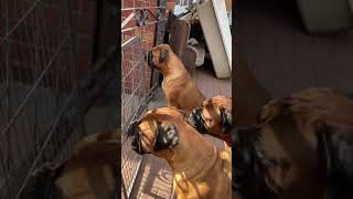 Bullmastiffs waiting for their daddy 💙 by U.K Bullmastiffs Staxonoby 2,344 views 2 years ago 1 minute, 43 seconds