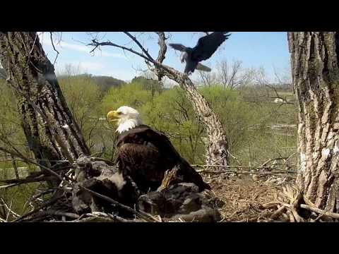 DECORAH EAGLES 🐣 🐣🐣 WOW!!! LOOK AT THEM NOW ◕ RAPID GROWTH ◕ NEW MALE PROTECTS EAGLE FAMILY