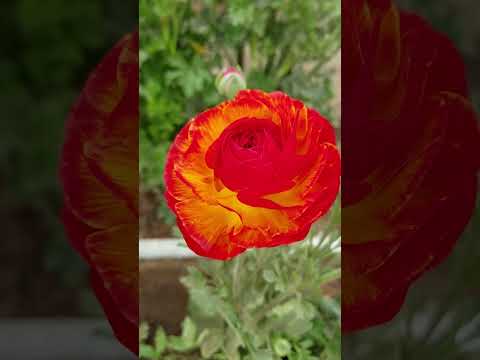 Beautiful Buttercup Flower