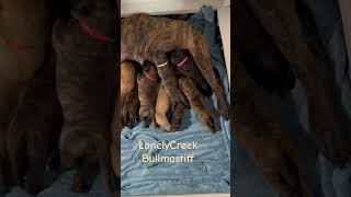 Ch Hanna the brindle bullmastiff with her puppies LonelyCreek #bullmastiffpuppy