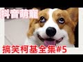 抖音 柯基搞笑 #5  | 狗狗可愛日常 搞笑 【狗狗搞笑短片】