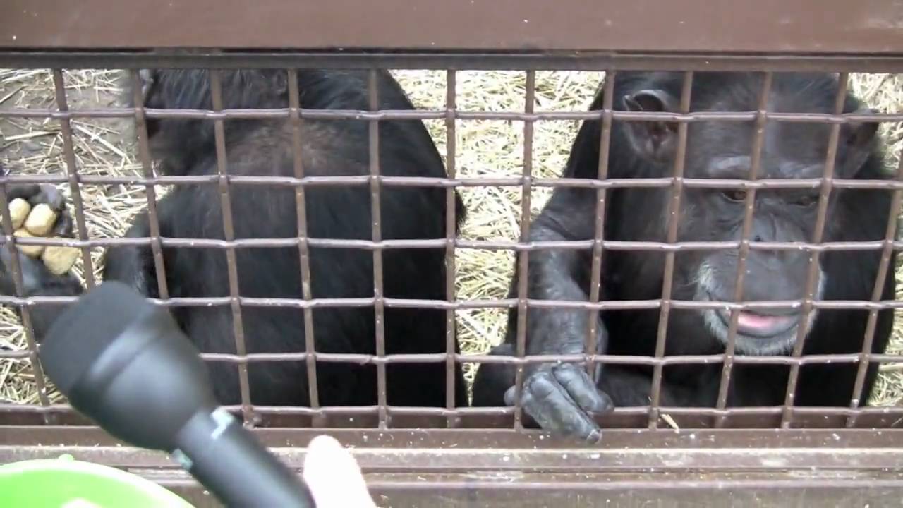 chimpanzee sanctuary northwest chimpanzee sanctuary northwest